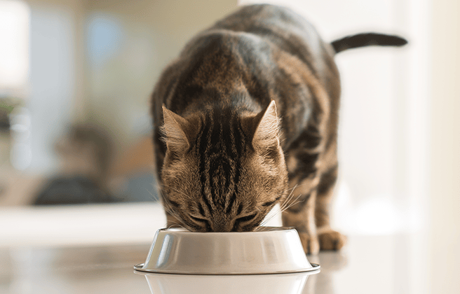What human food is toxic to cats?