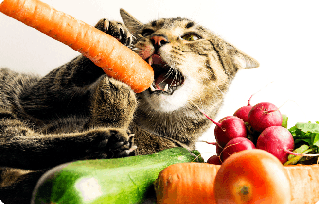 Can cats eat a vegetarian diet?