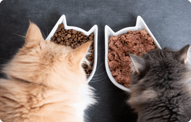 Dry or wet cat food … what’s better?