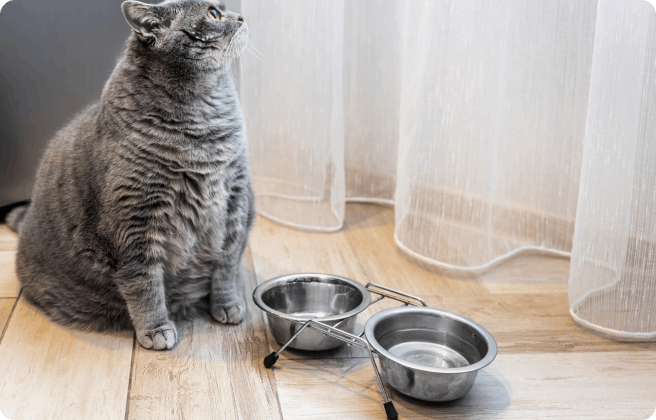 How can I tell if my cat is overweight or underweight?