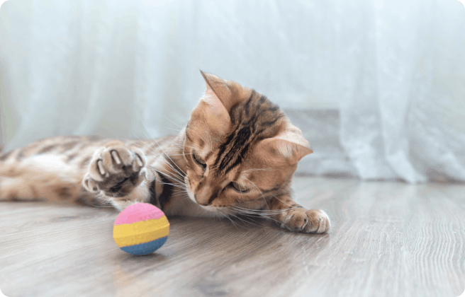 How can I keep my indoor cat entertained?