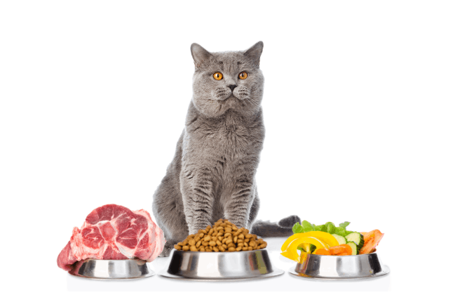 Is a raw diet good for cats?