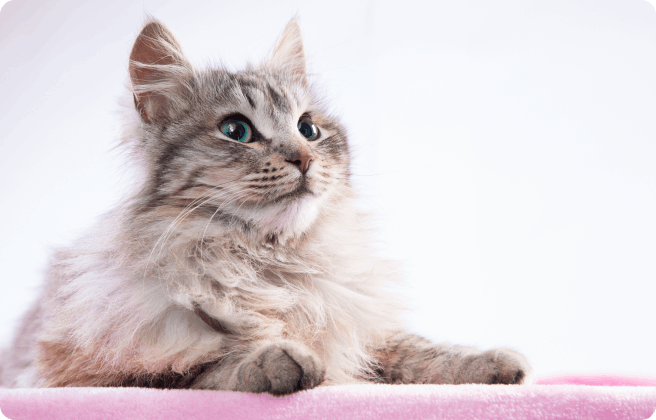 What are the common allergies in cats?