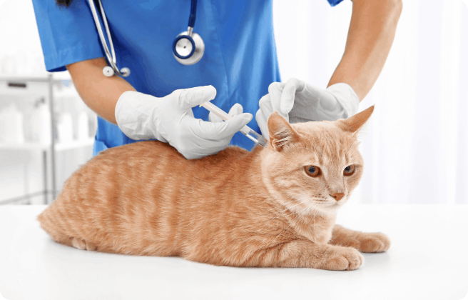 What vaccines does my cat need?