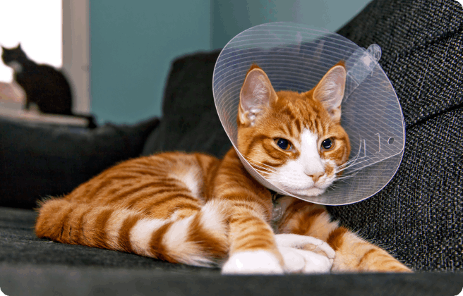 When should I spay or neuter my cat?