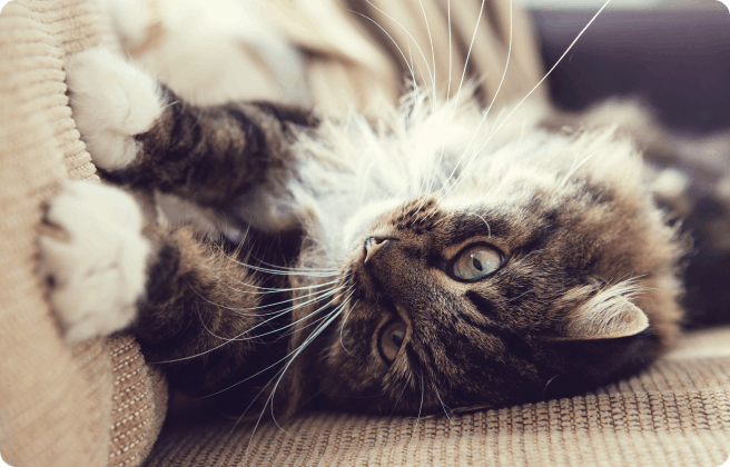 Why do cats scratch furniture? And how to stop them