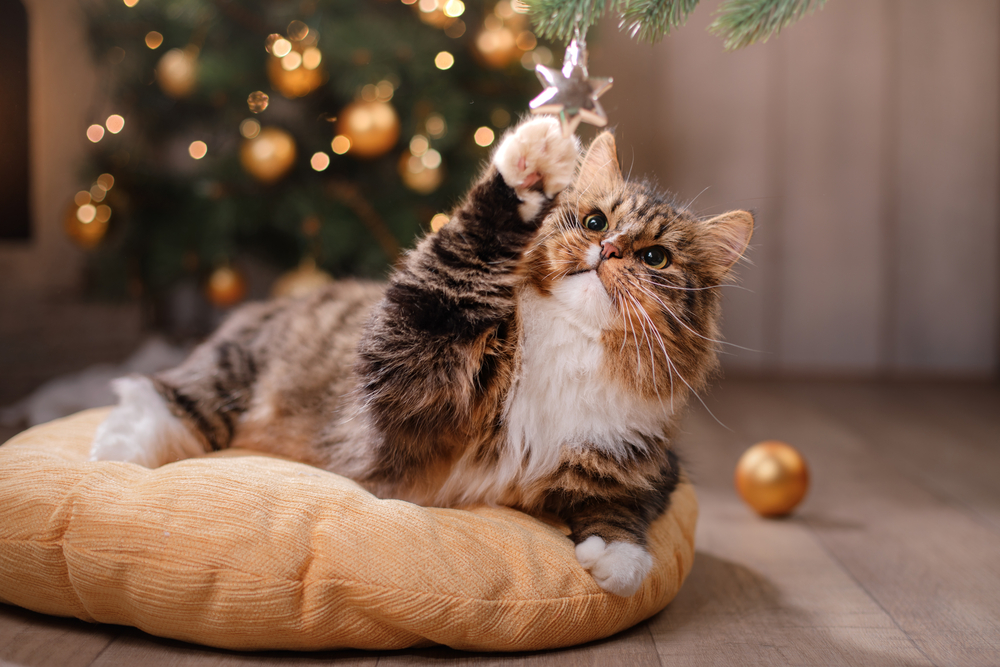 Taking care of your cat at Christmas