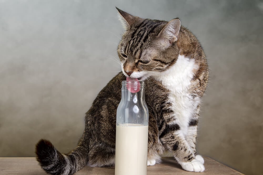 Is it OK for my cat to drink milk?