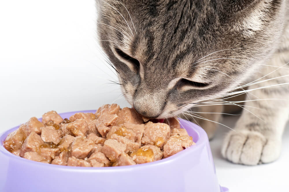 What does ‘complete and balanced’ mean on cat food labels?