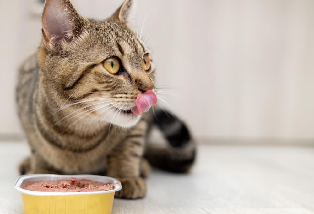 How to tell if your cat has a poor diet