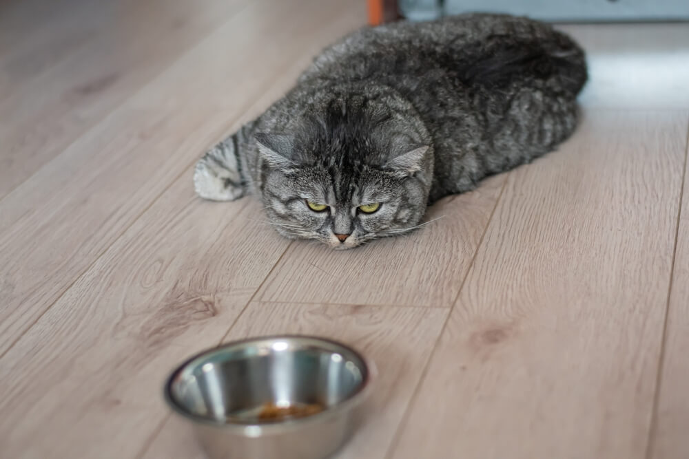 Ingredients to avoid in cat food