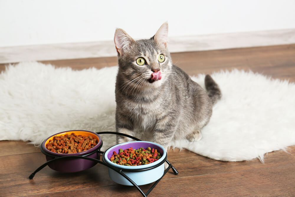 How can I transition my cat to a new food?
