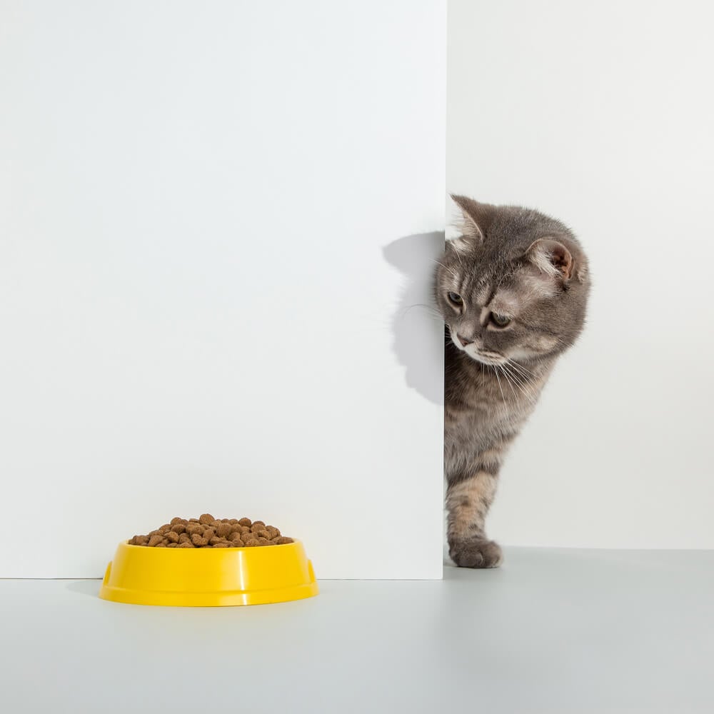 My cat is a picky eater, how do I encourage them to eat?