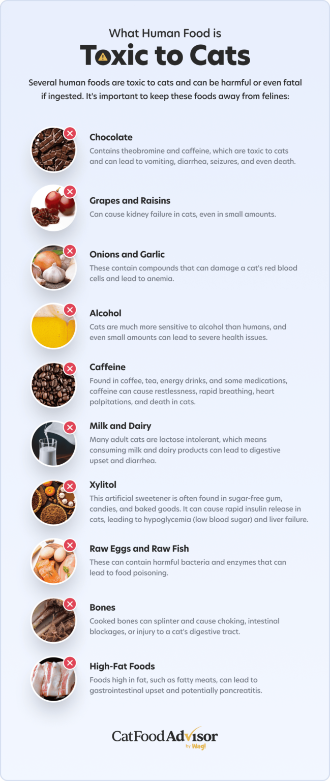 What human food is toxic to cats? Cat Food Advisor