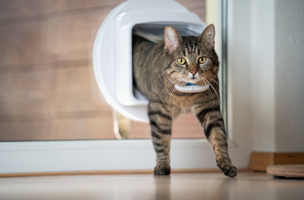 How to train your cat to use a cat flap