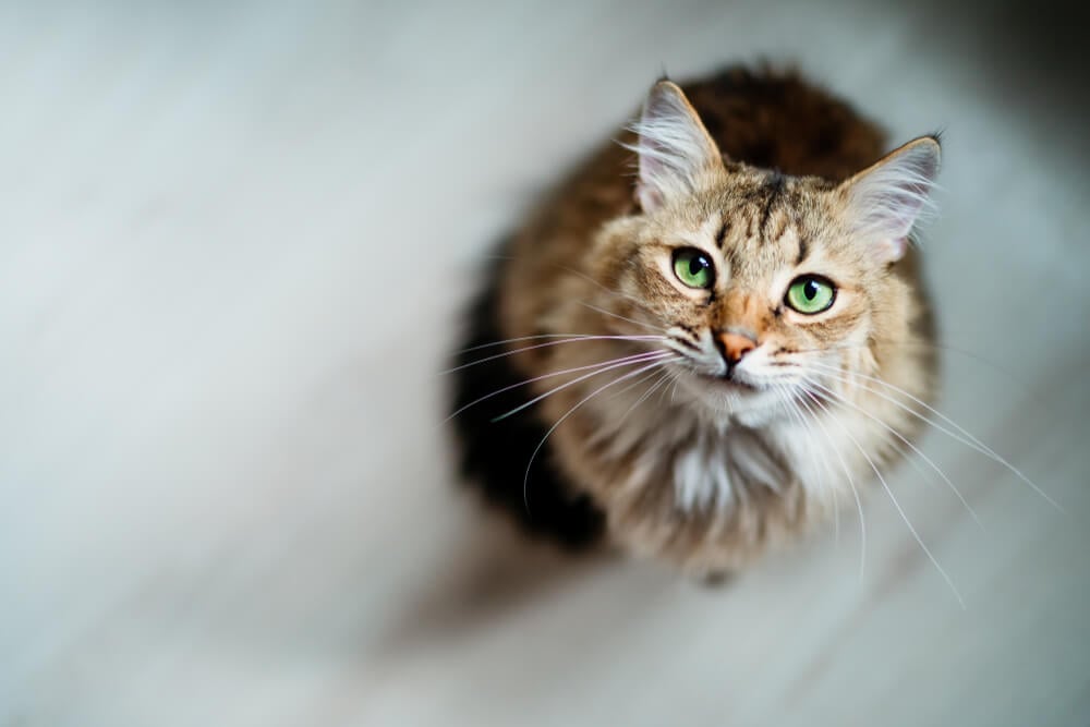 Controversial ingredients in cat food: What they do and why are they used?