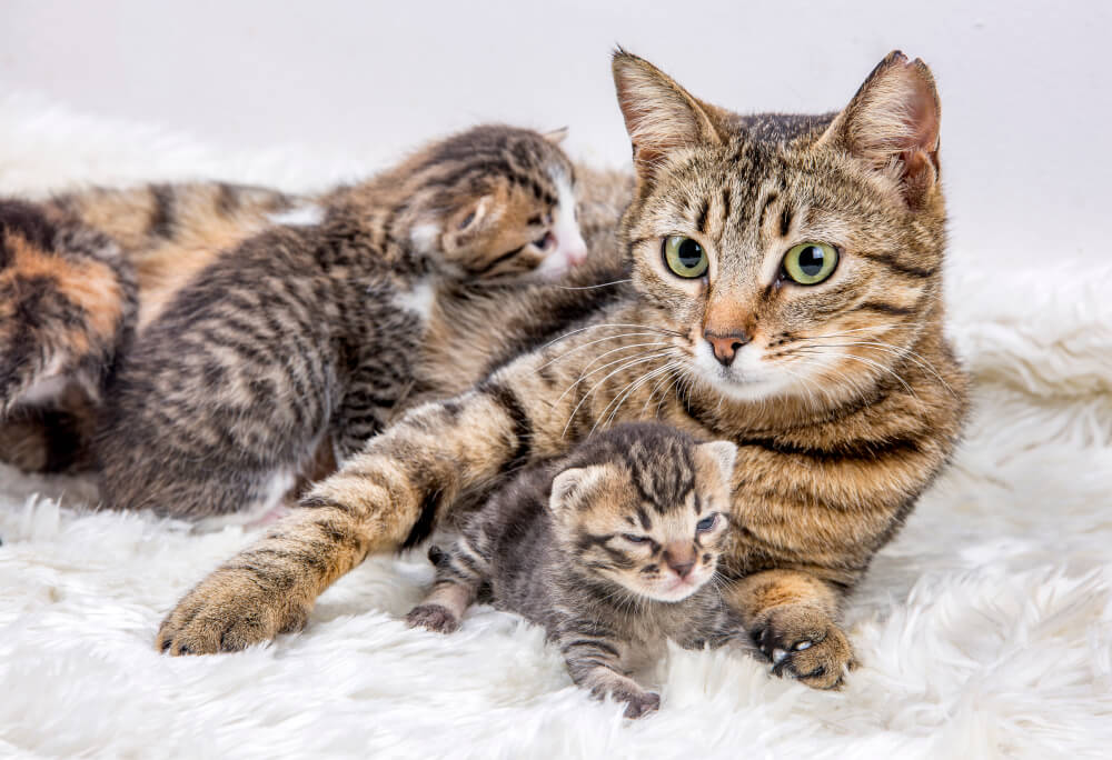 Caring for a pregnant cat