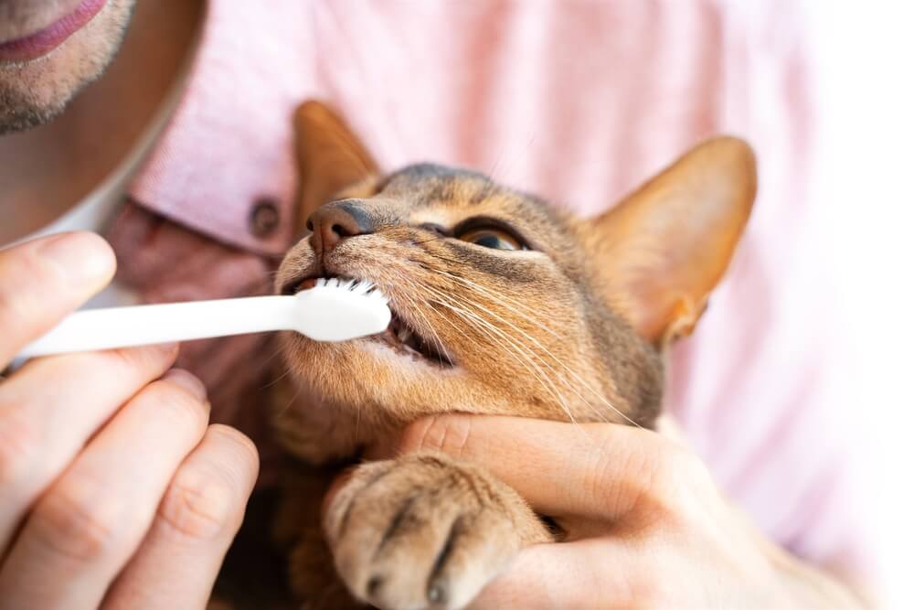 How do I know if my cat has a problem with their teeth? 