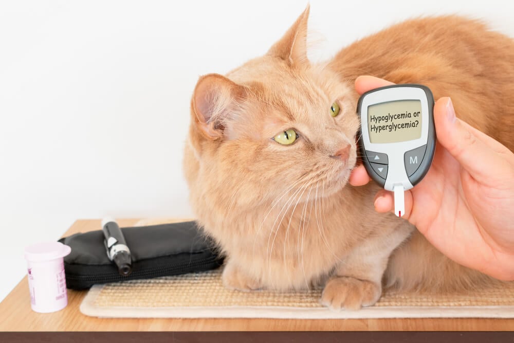 How do I know if my cat has diabetes?