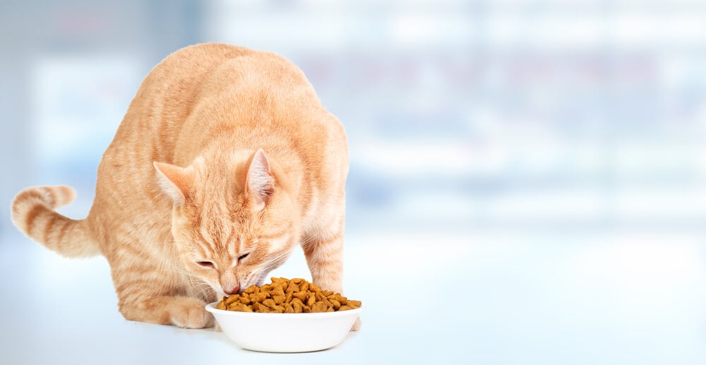 Do cats need fiber in their diet?
