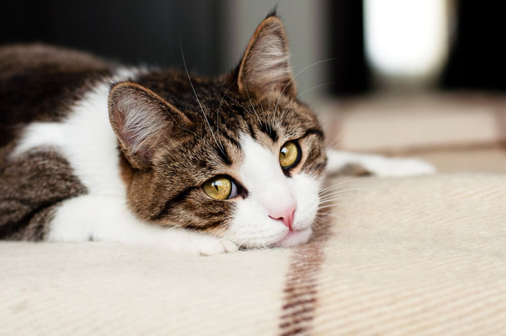 How to tell if your cat is grieving and what to do to help them