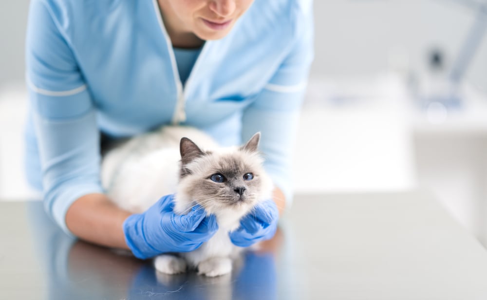 What are the symptoms of cancer in cats?
