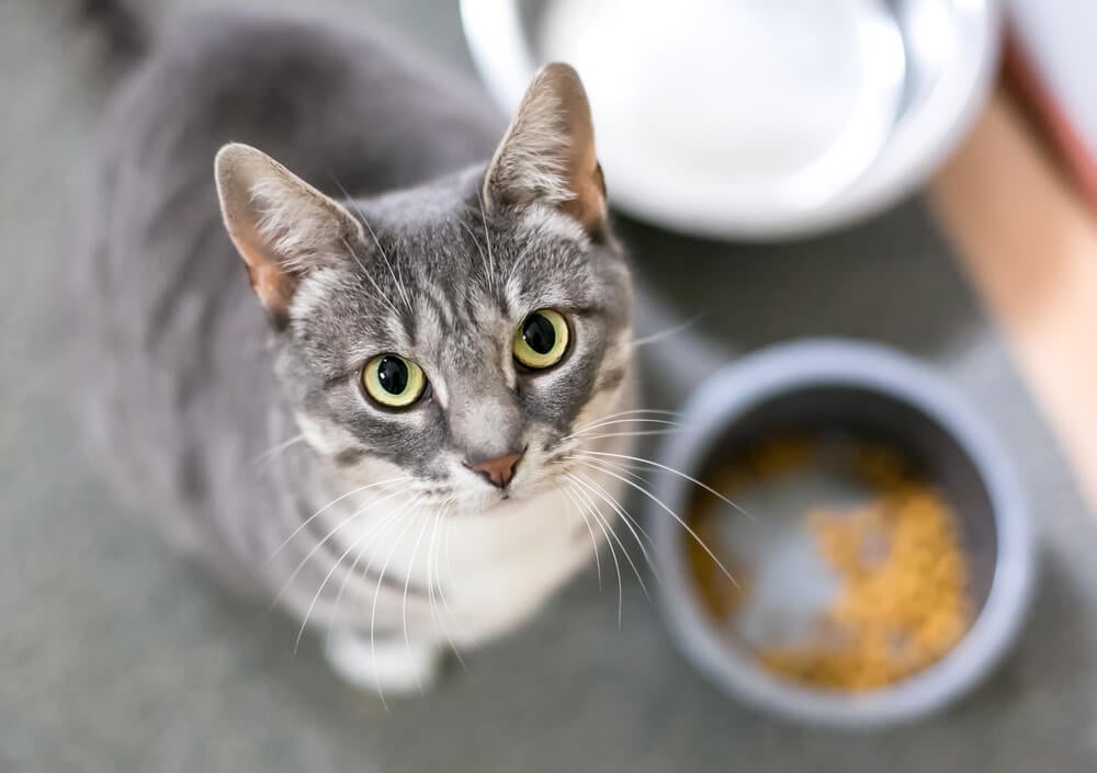 How do I know if my cat is eating enough?
