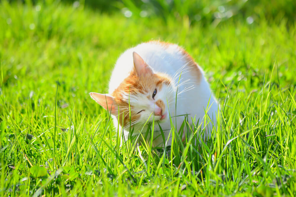 Why do cats eat grass?