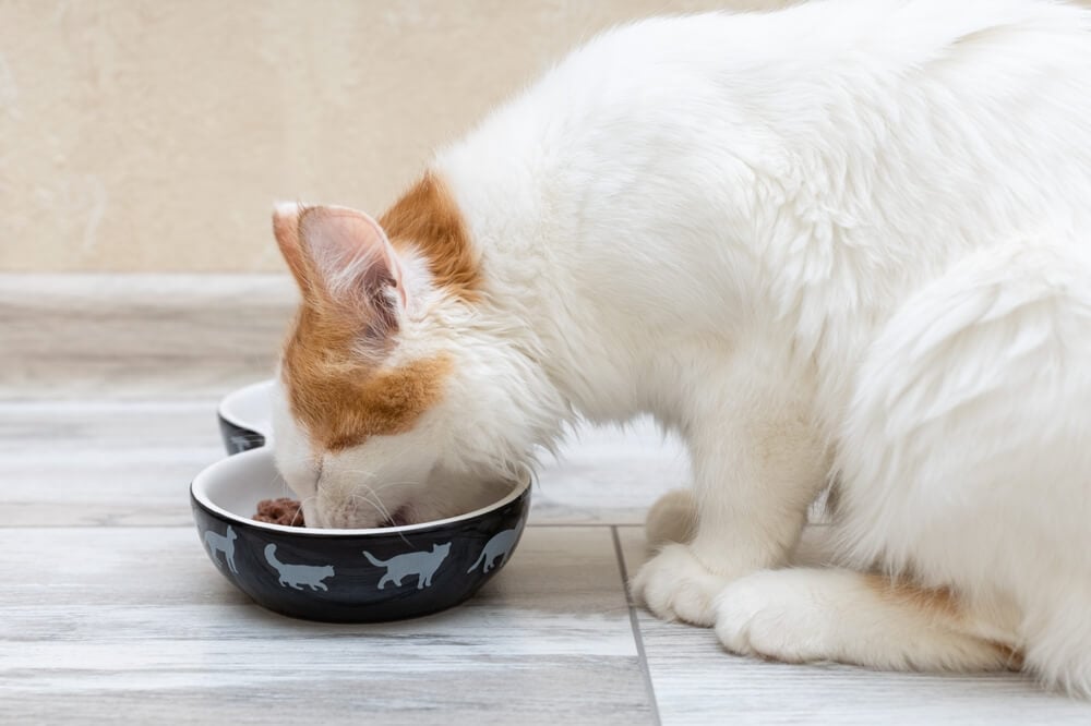 Should I feed my cat on a schedule or leave food out all the time?