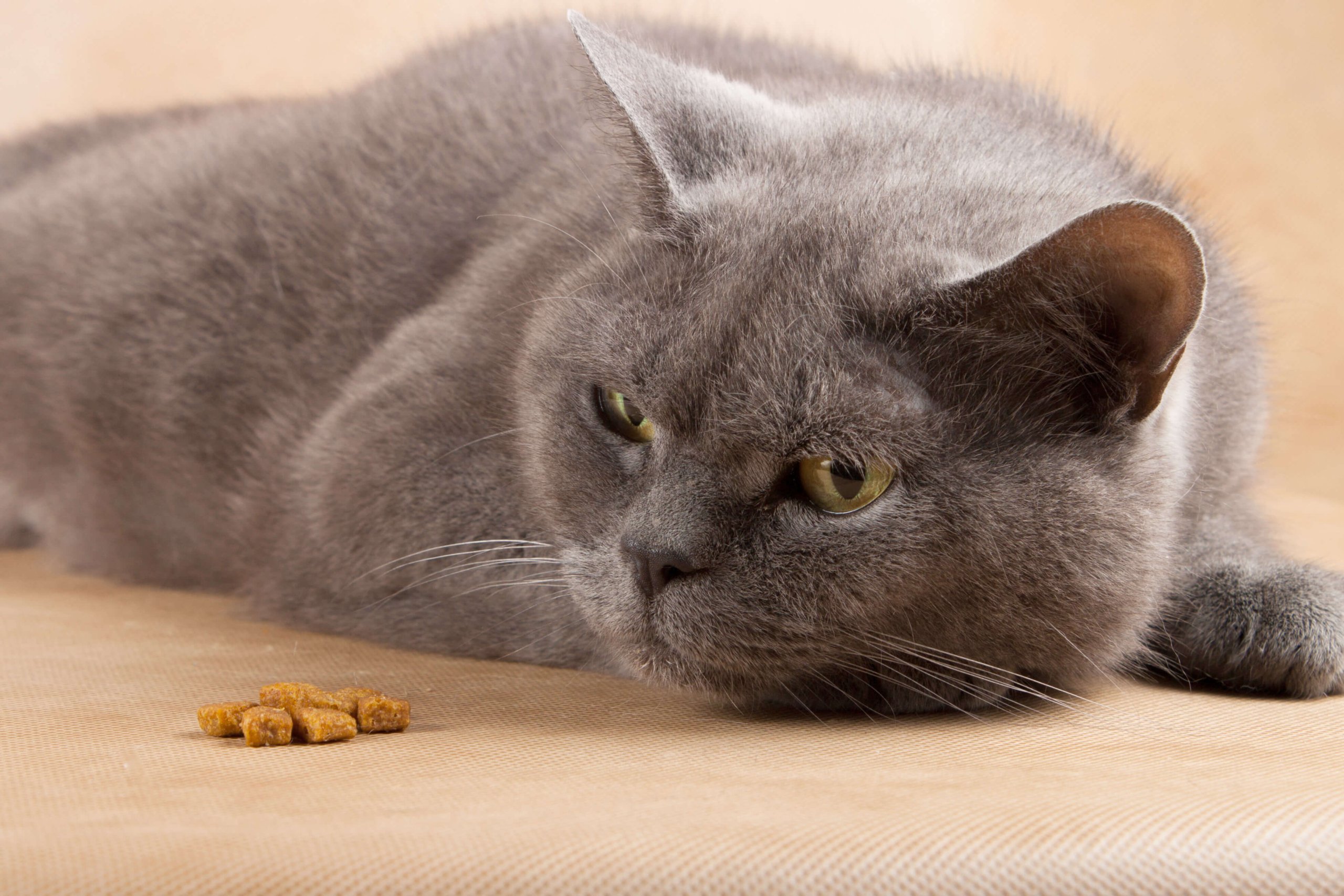 How do I know if my cat is feeling unwell?