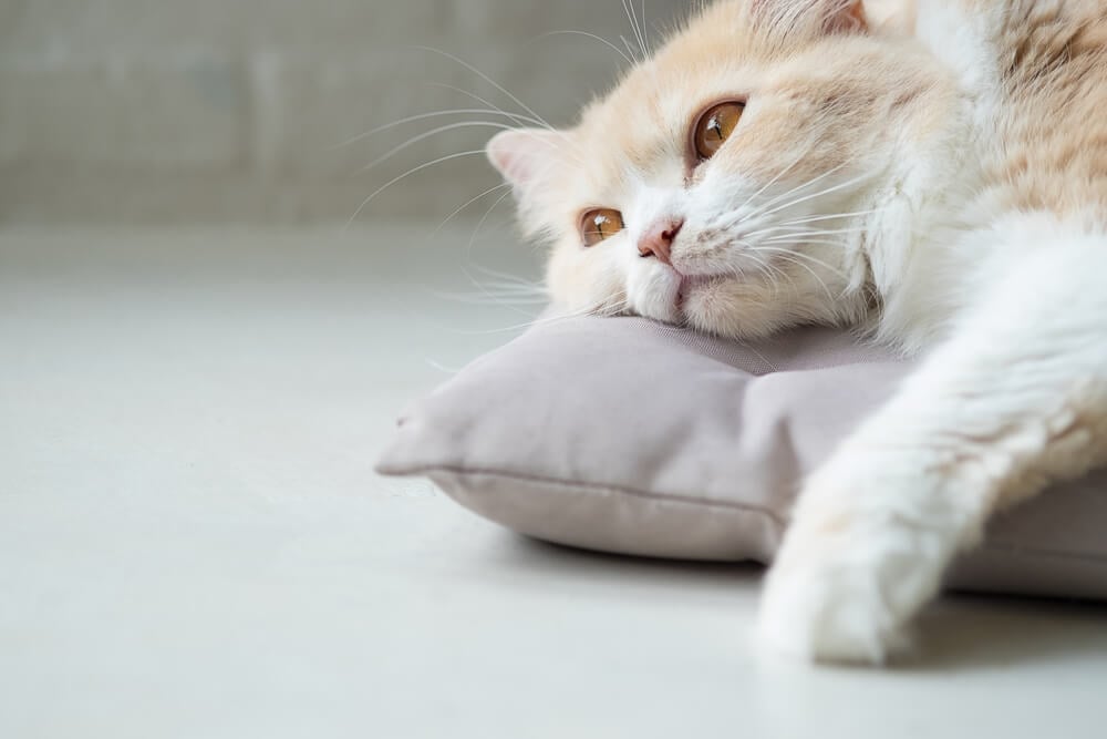 Do cats get bored of eating the same food every day?
