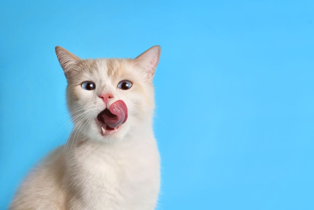 Can diet impact a cat’s behavior?