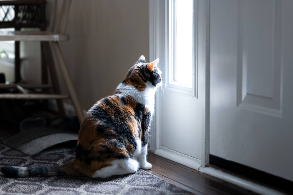 How to tell if your cat is lonely