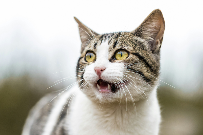 How do cats show distress?
