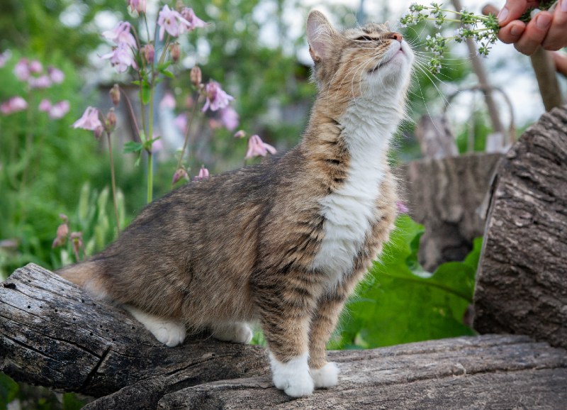 What scents do cats hate?
